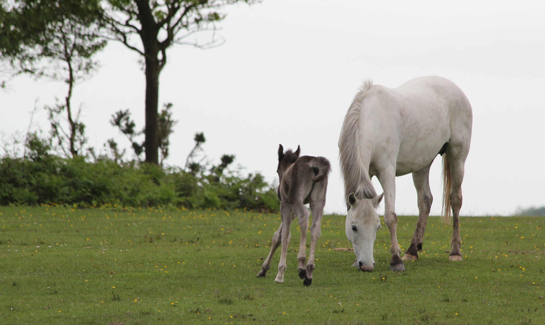 horse